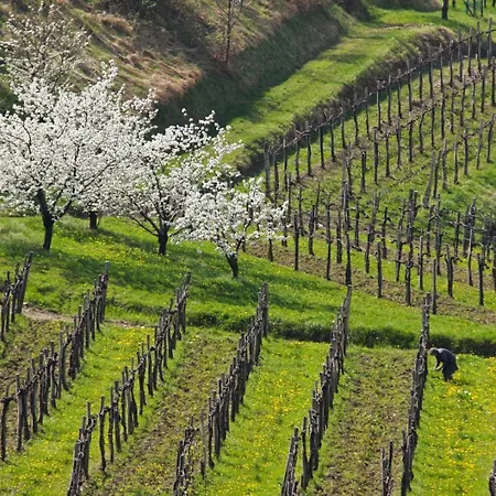 Сasa de vacaciones Peaceful Among The Vines *