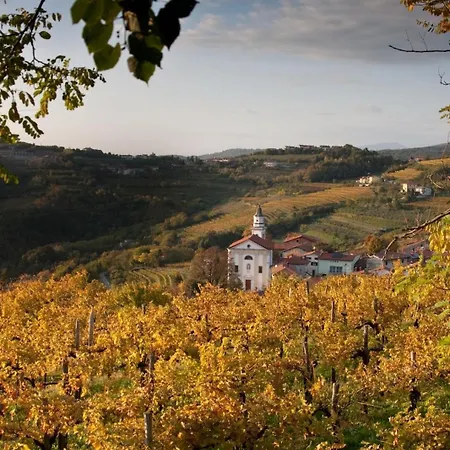 Peaceful Among The Vines *