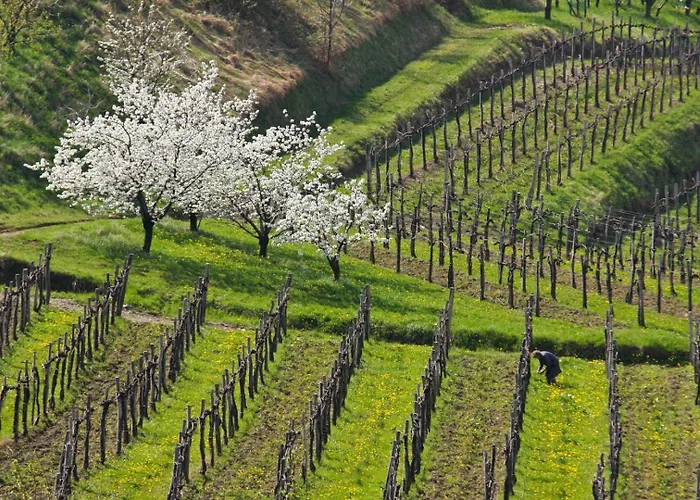 Vakantiehuis Peaceful Among The Vines *