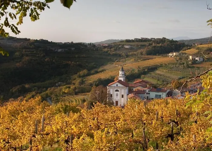 Peaceful Among The Vines *